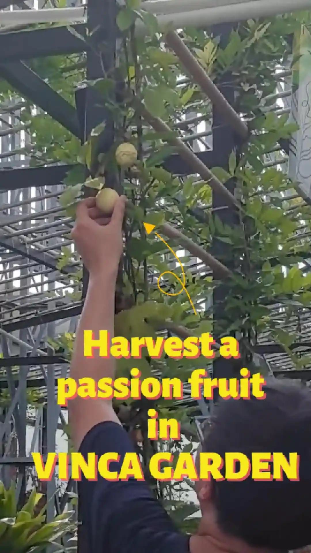 Passion fruit harvest among climbing vines in Vinca Garden